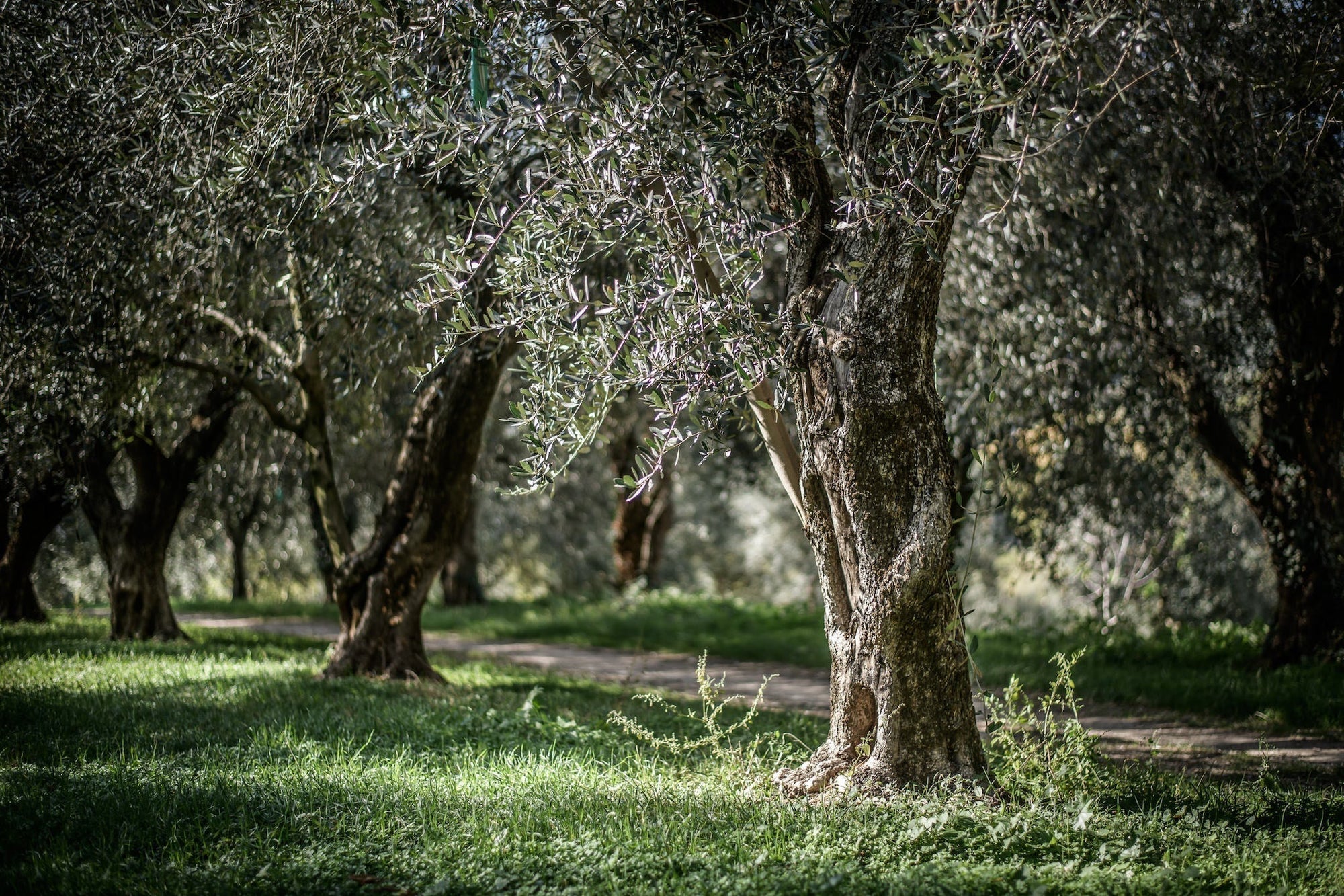||Jovial_Olive_Harvest|||||||||||||||||||||||
