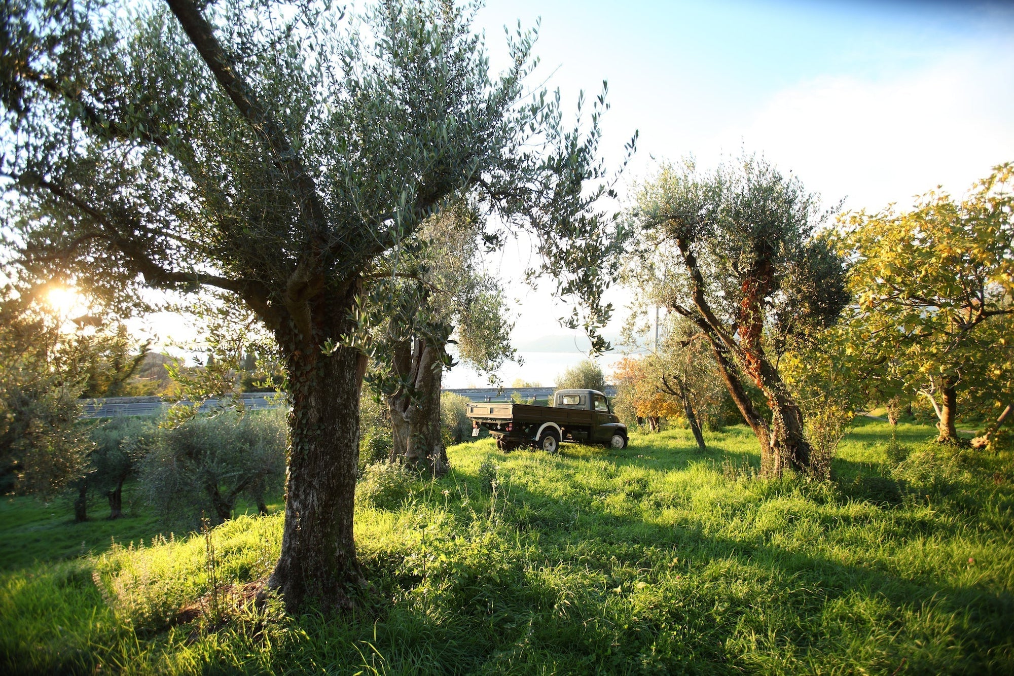 A Challenging Year for Olive Farmers in Italy