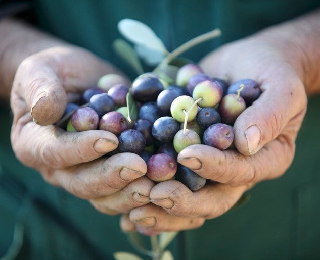 Olive Oil