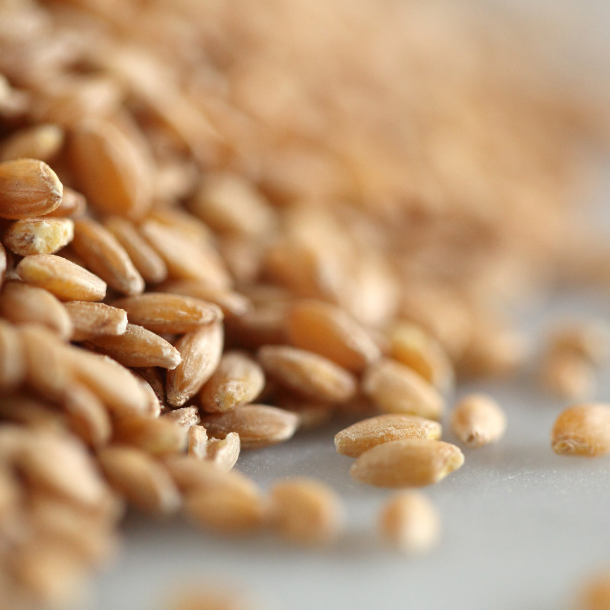 Wheat Berries