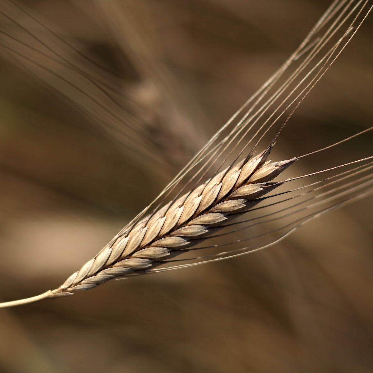 Organic Einkorn Wheat Berries 1 lb.