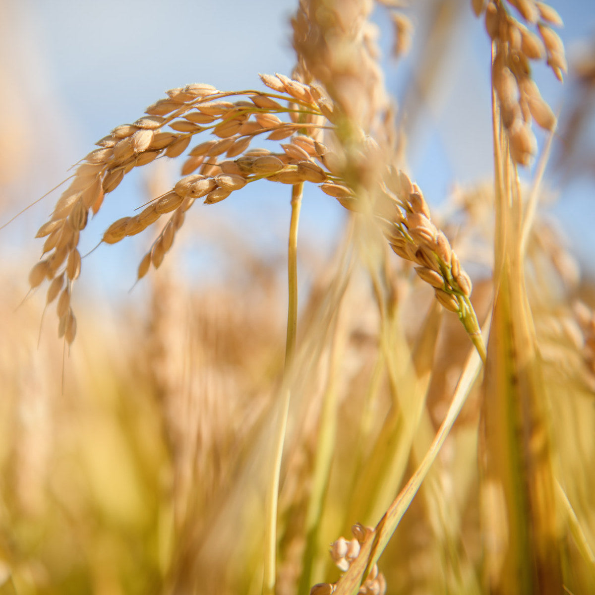 Organic Gluten Free Brown Rice Fettuccine