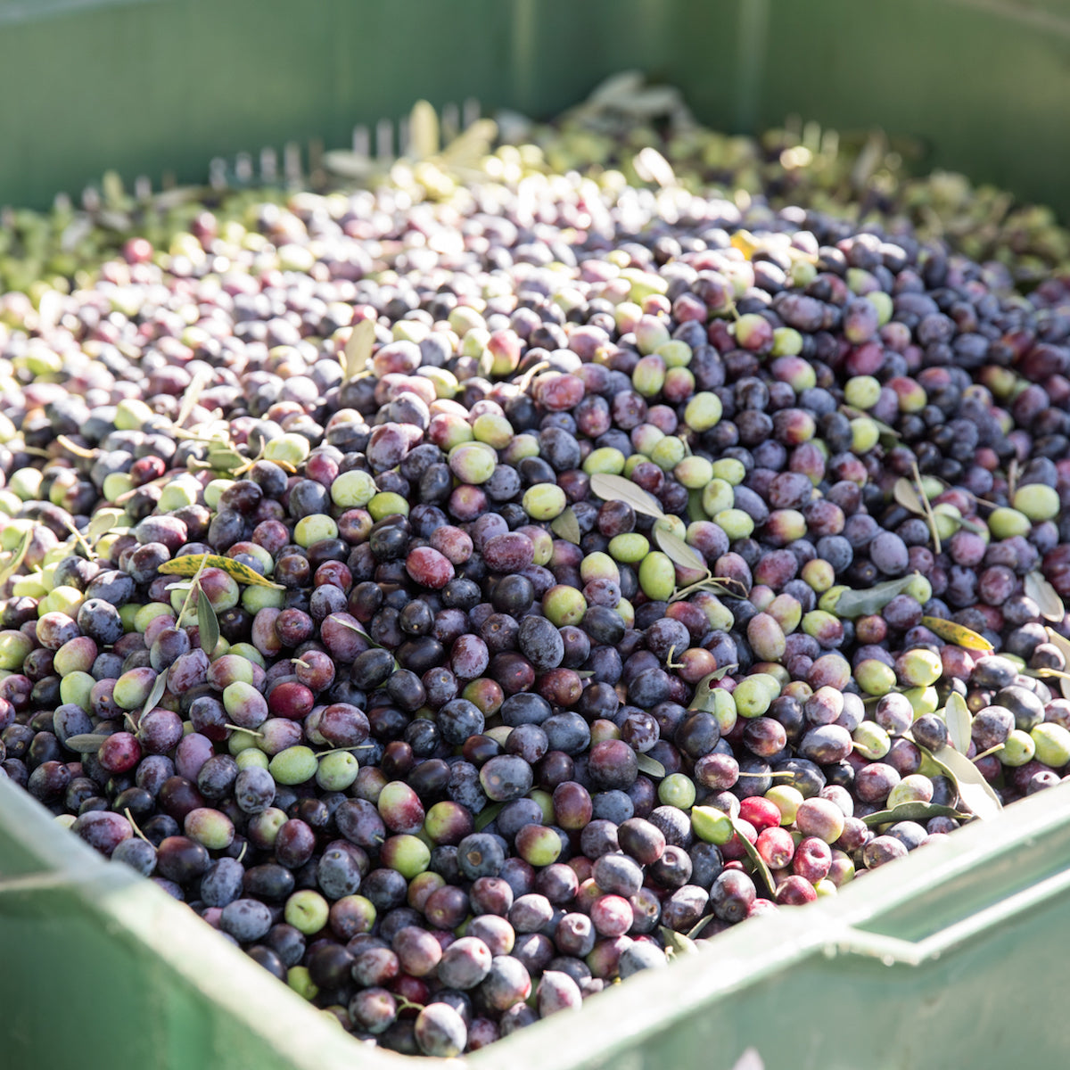 Organic Extra Virgin Olive Oil, 1L