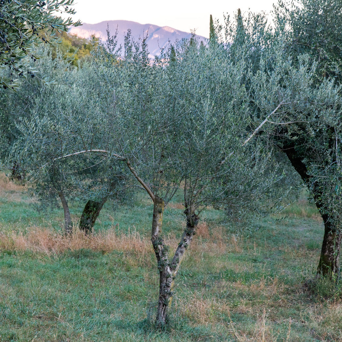 Organic Extra Virgin Olive Oil, 1L