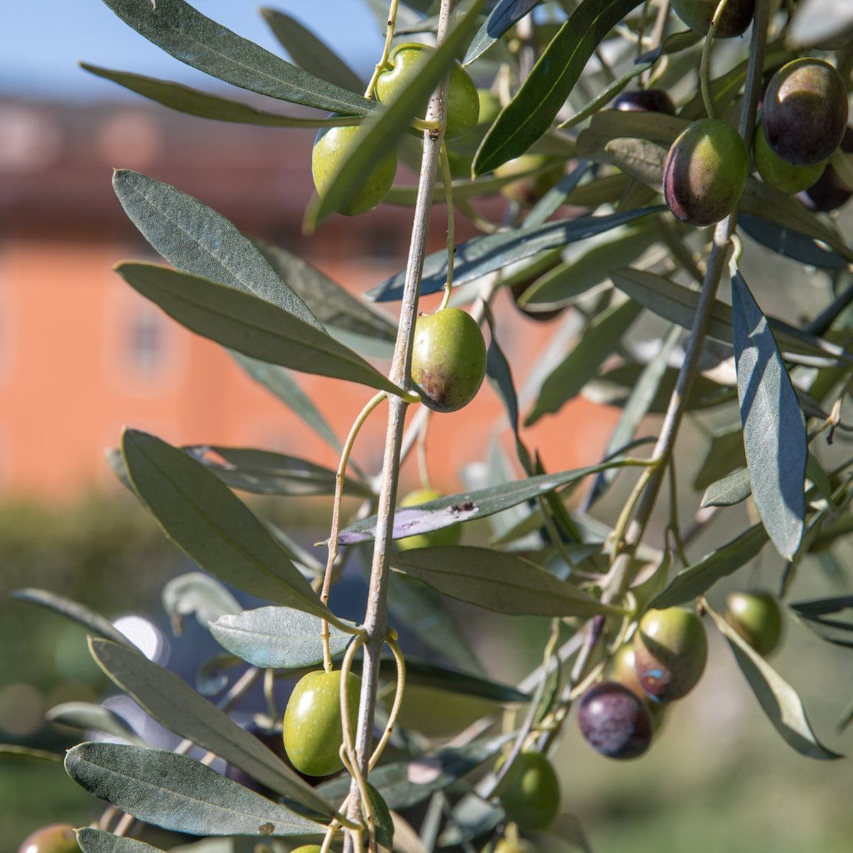 Organic Extra Virgin Olive Oil, 1L