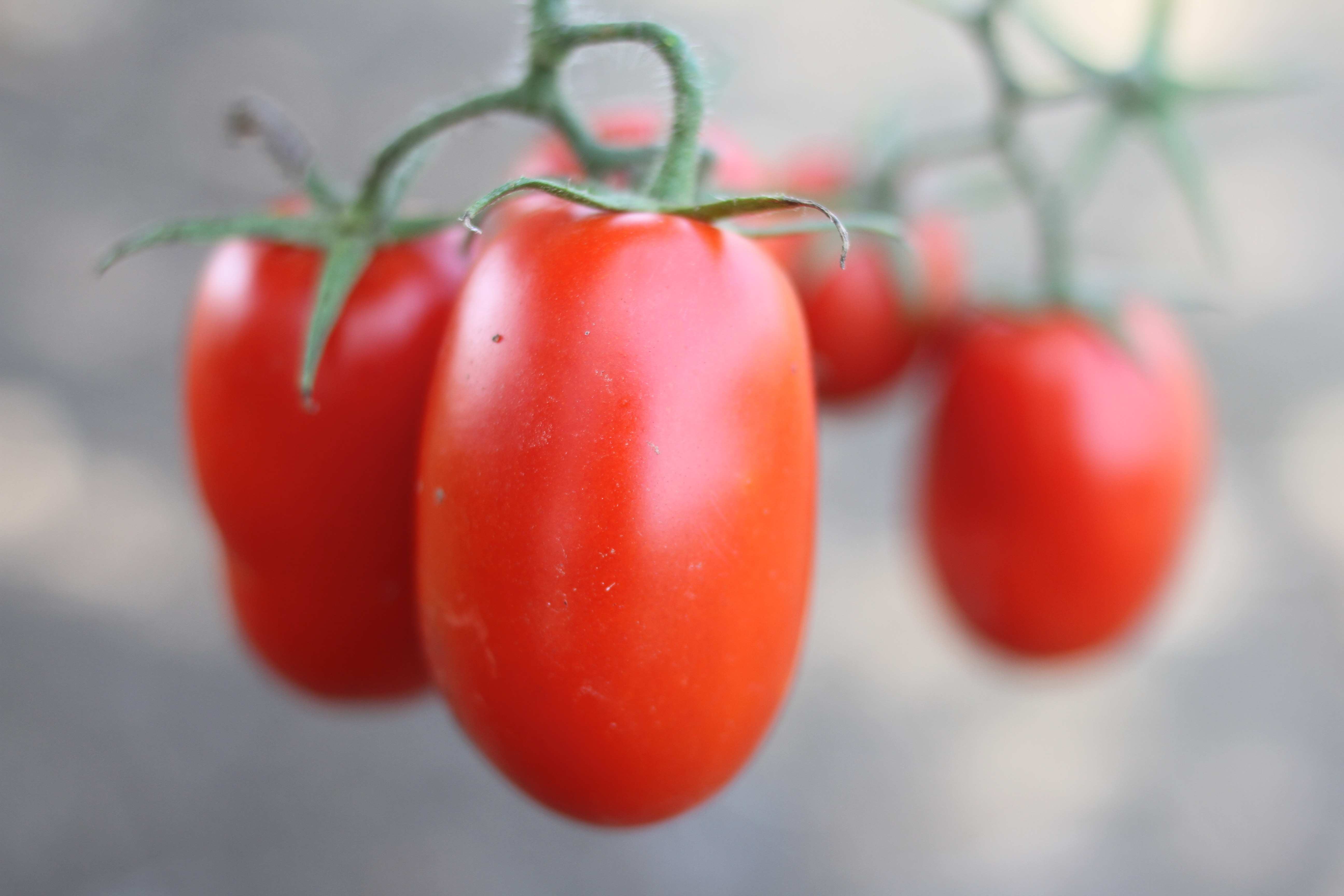 jovial tomato harvest