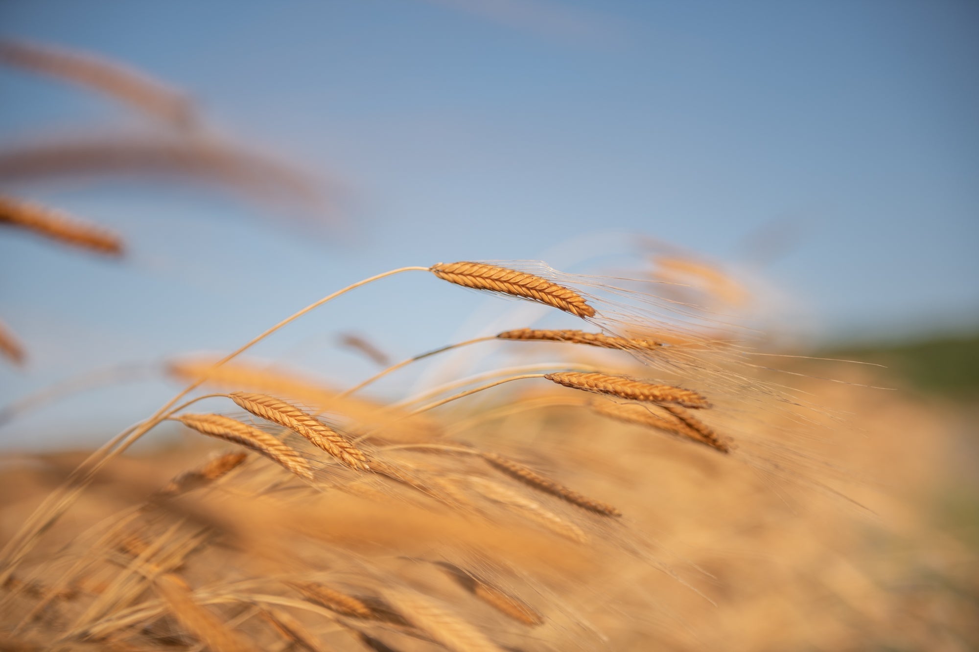 einkorn_farm_2018