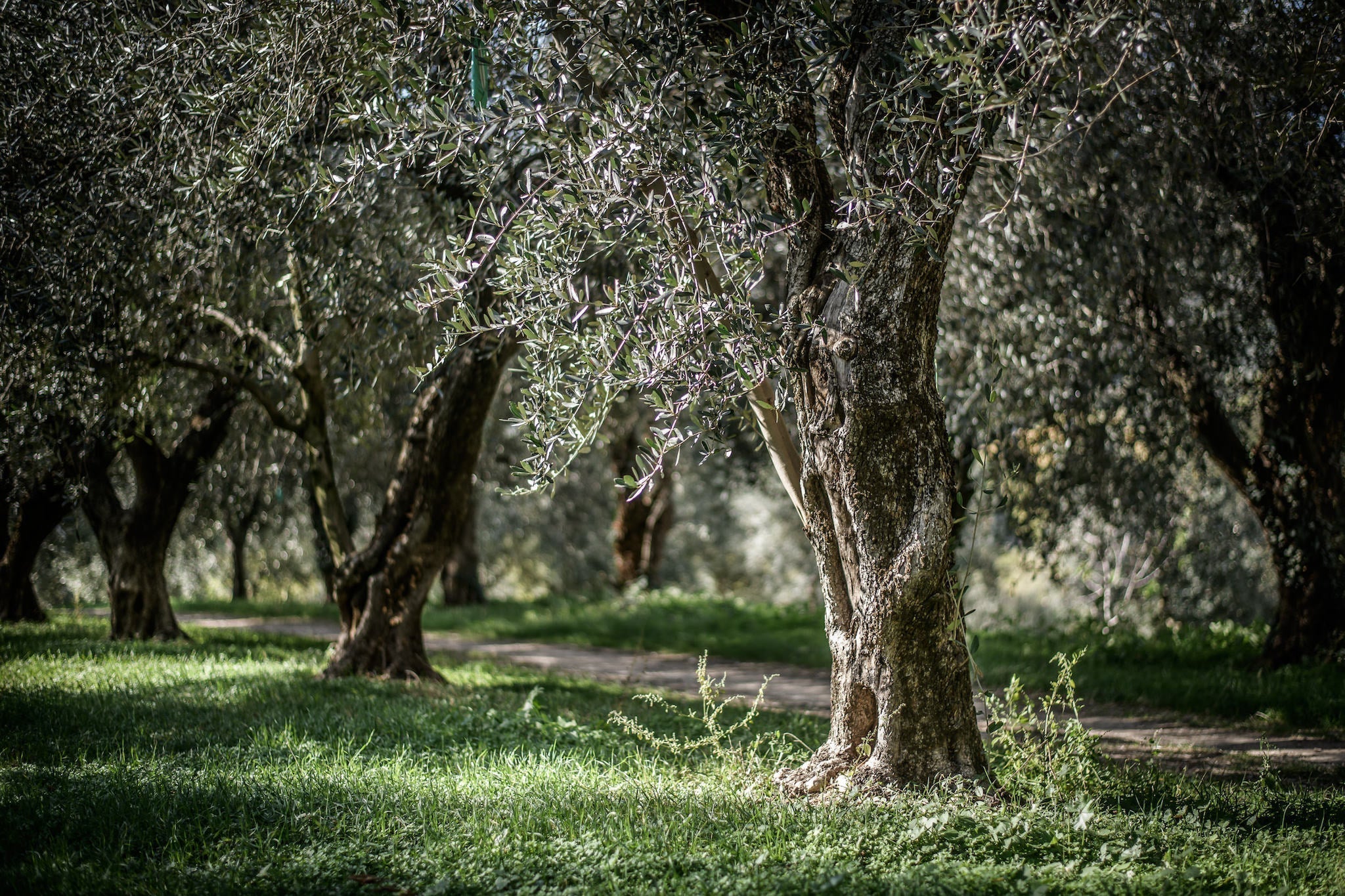 ||Jovial_Olive_Harvest|||||||||||||||||||||||