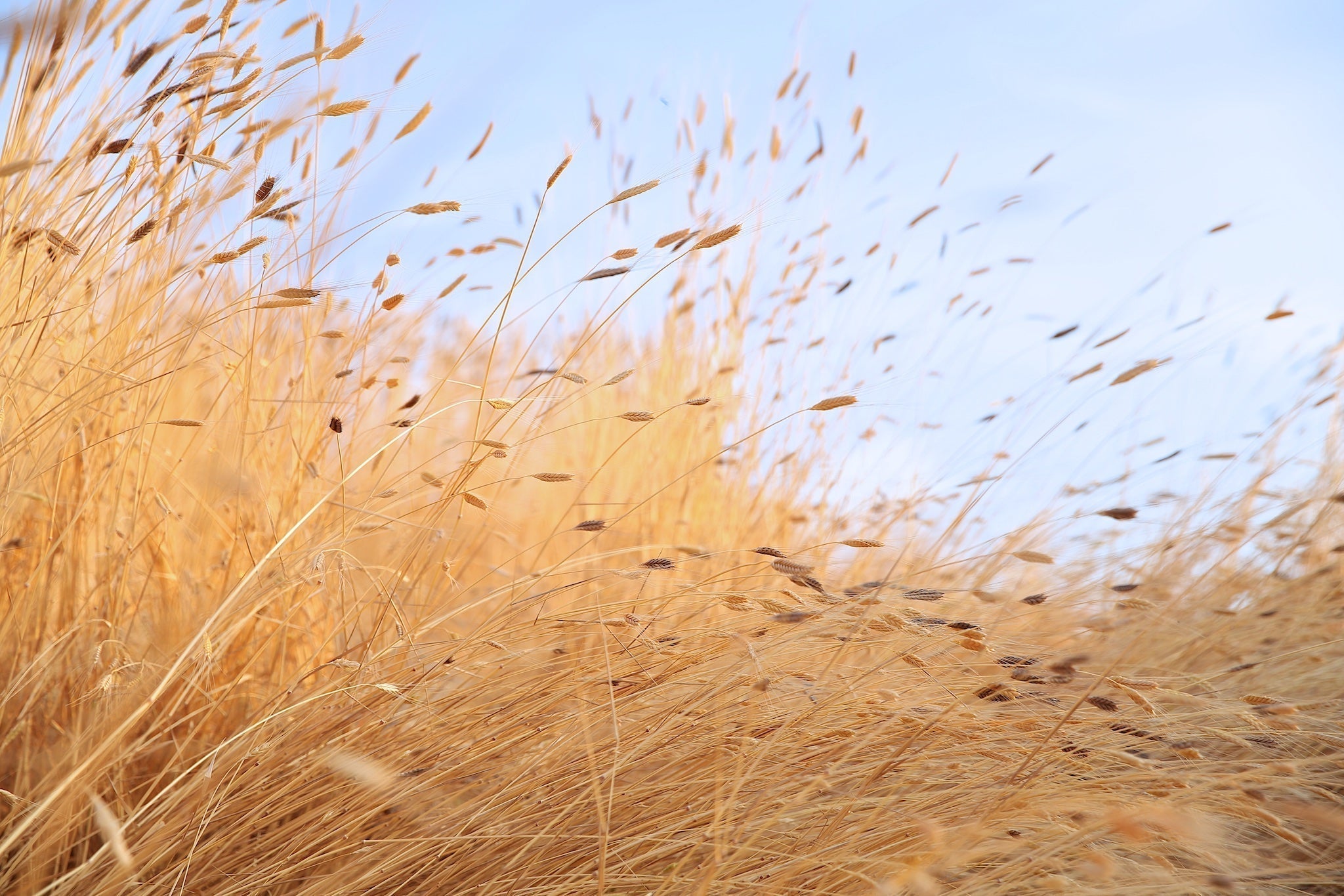 golden einkorn wheat stalks and seed heads bending in a breeze against a pale blue sky