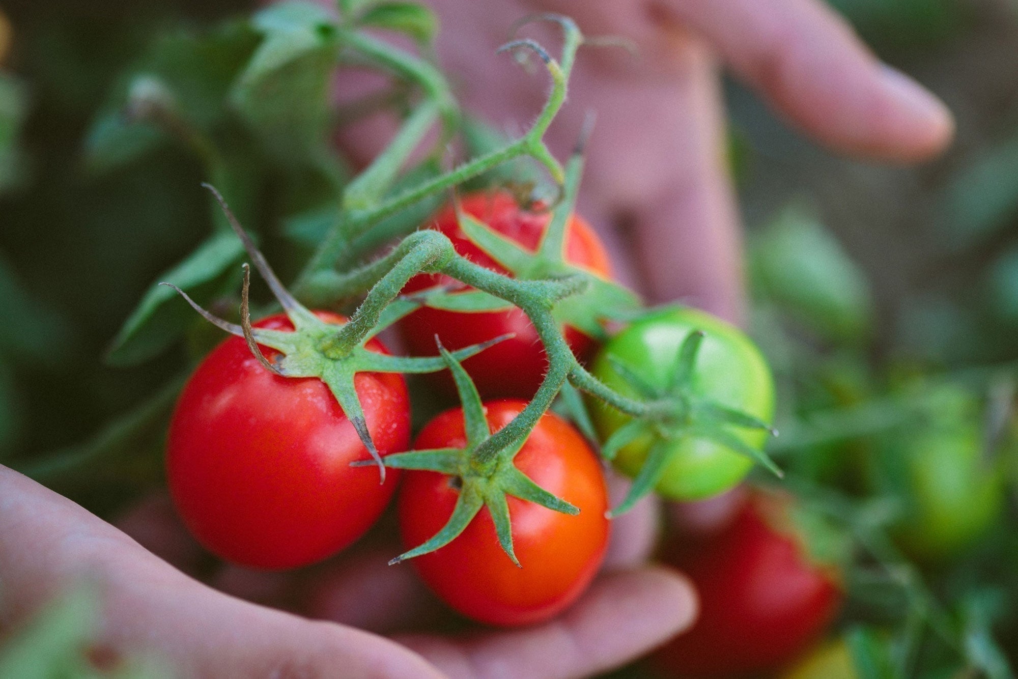 Hands holding a cluster of ripe and green cherry tomatoes on the vine