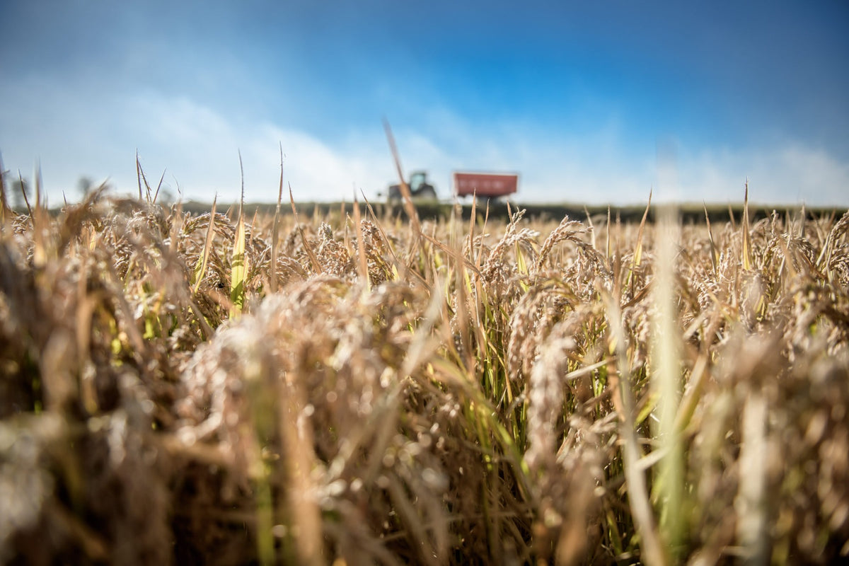 Brown Rice Farms – Jovial Foods, Inc