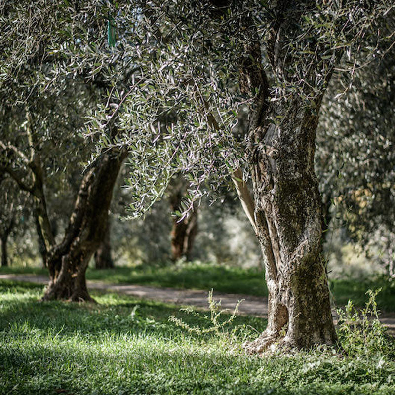 Olio Nuovo Organic Extra Virgin Olive Oil 1L