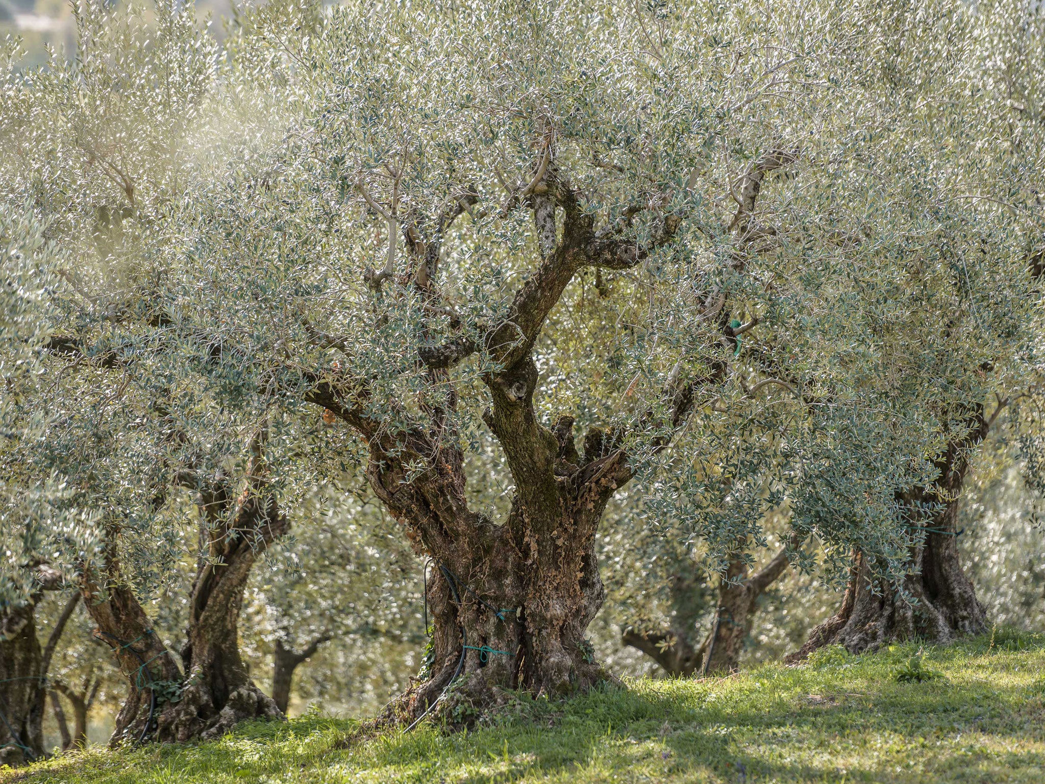 Fall Harvest Olio Nuovo Organic Olive Oil, 3 Pack