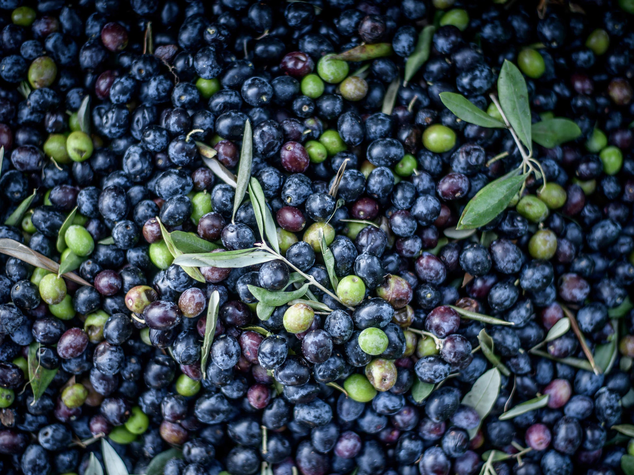 Fall Harvest Olio Nuovo Organic Olive Oil, 3 Pack