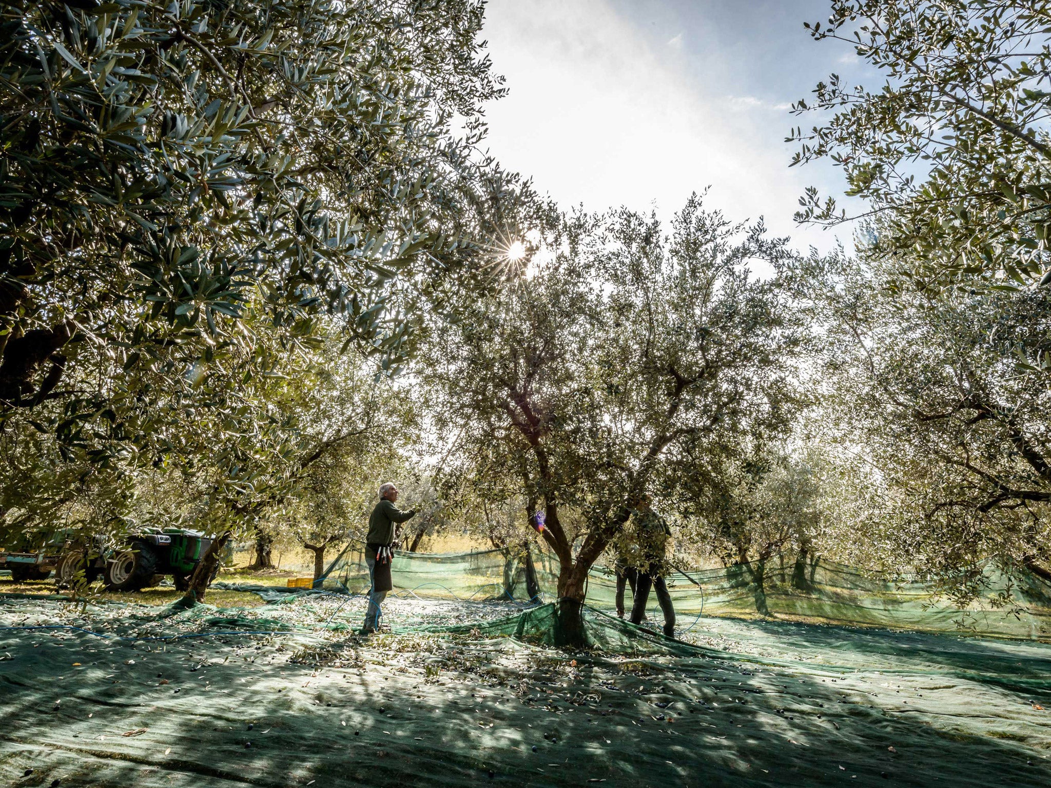 Fall Harvest Olio Nuovo Organic Olive Oil, 3 Pack