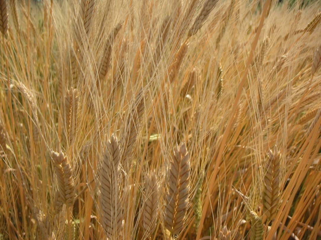 einkorn ancient wheat