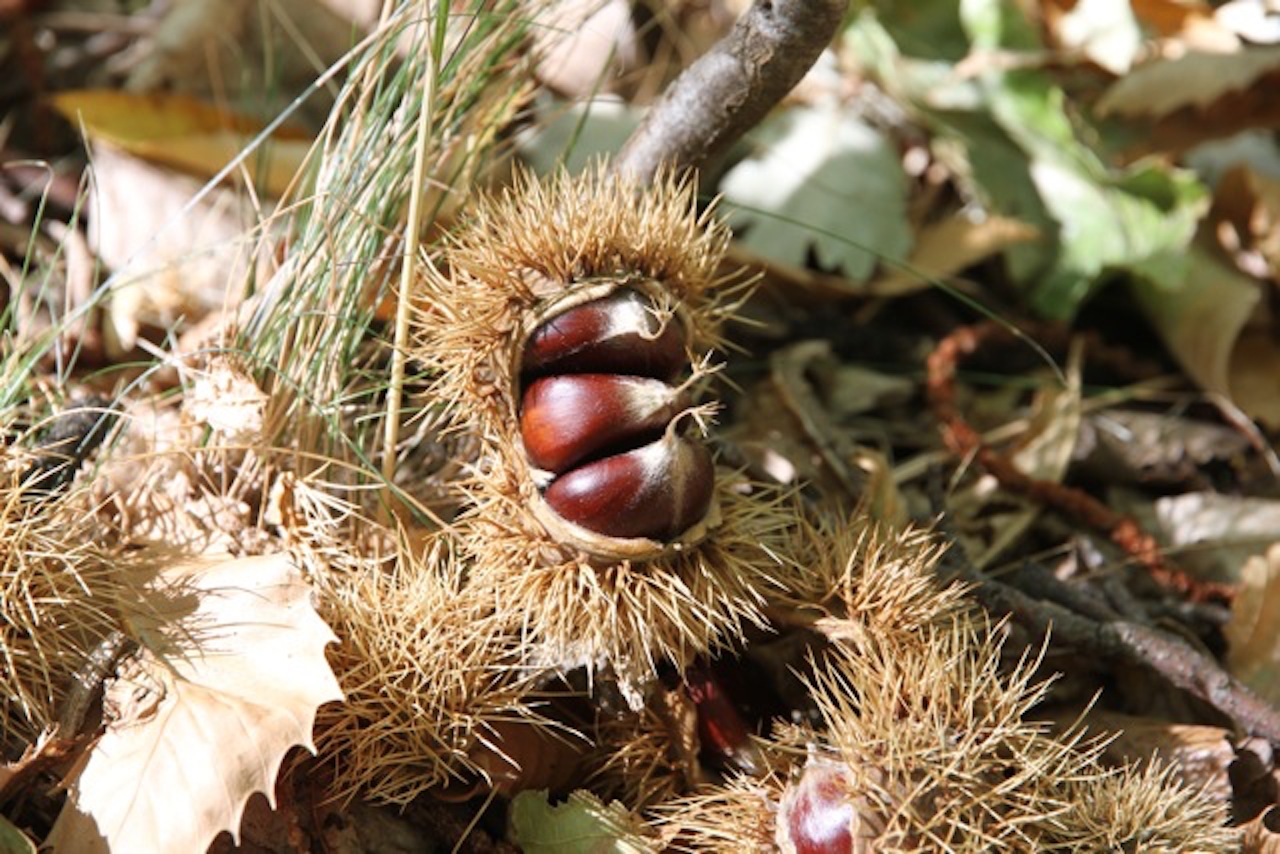 chestnuts