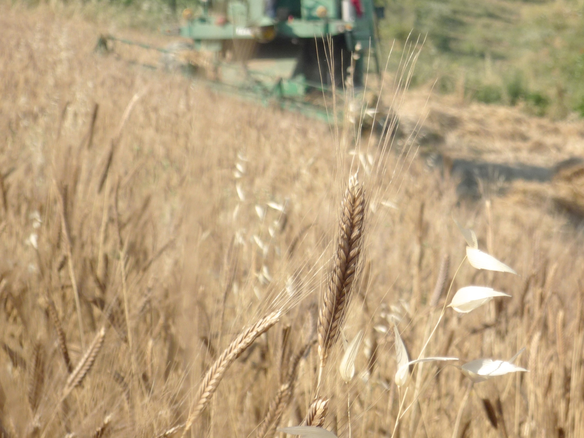 einkorn harvest