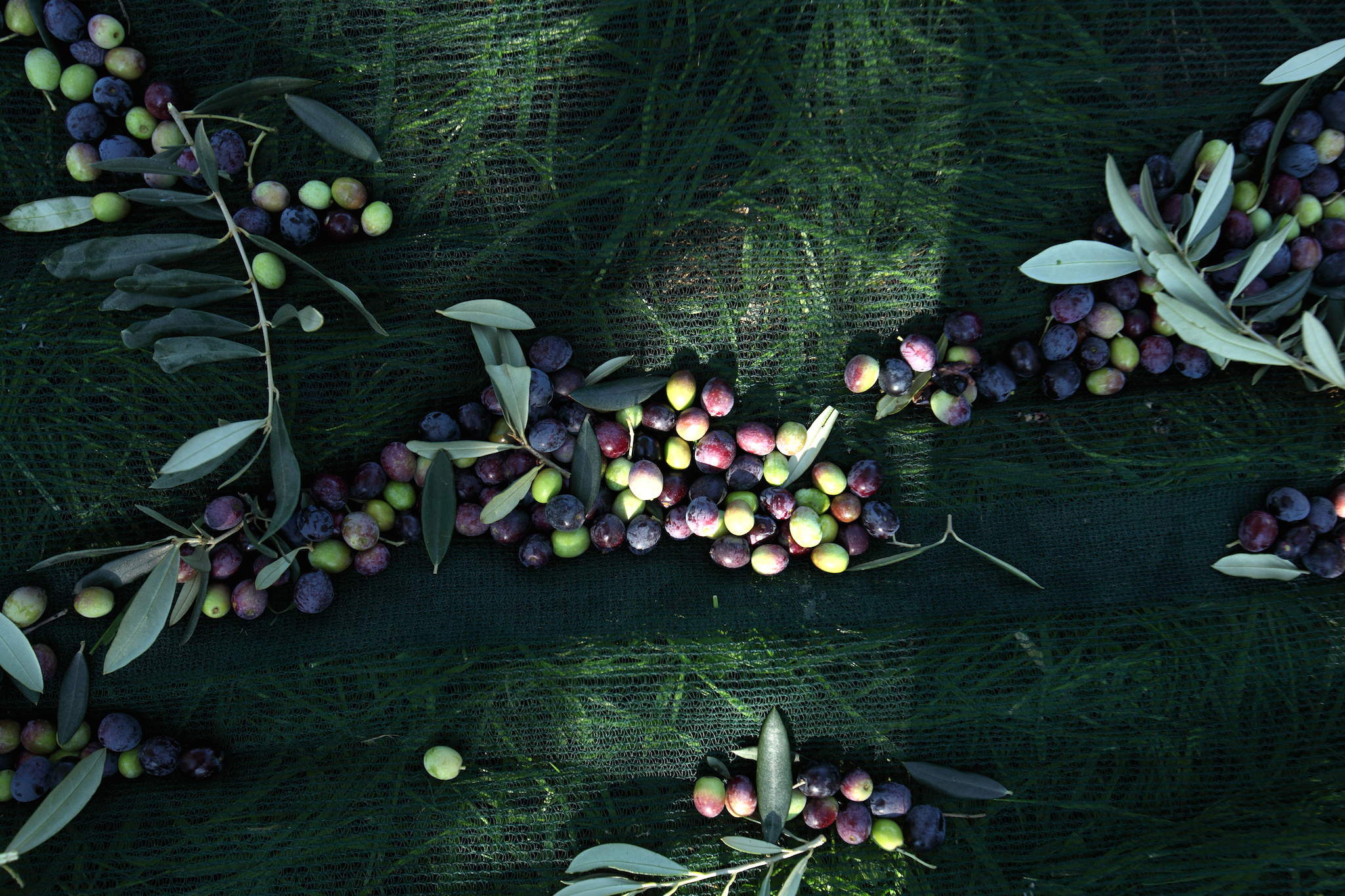 jovial Olive Harvest