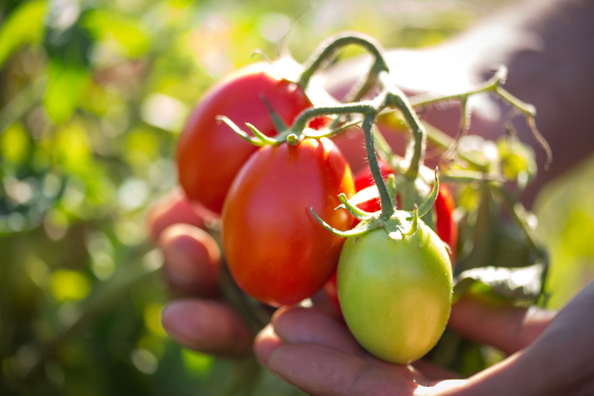 glass jarred tomatoes free of BPA