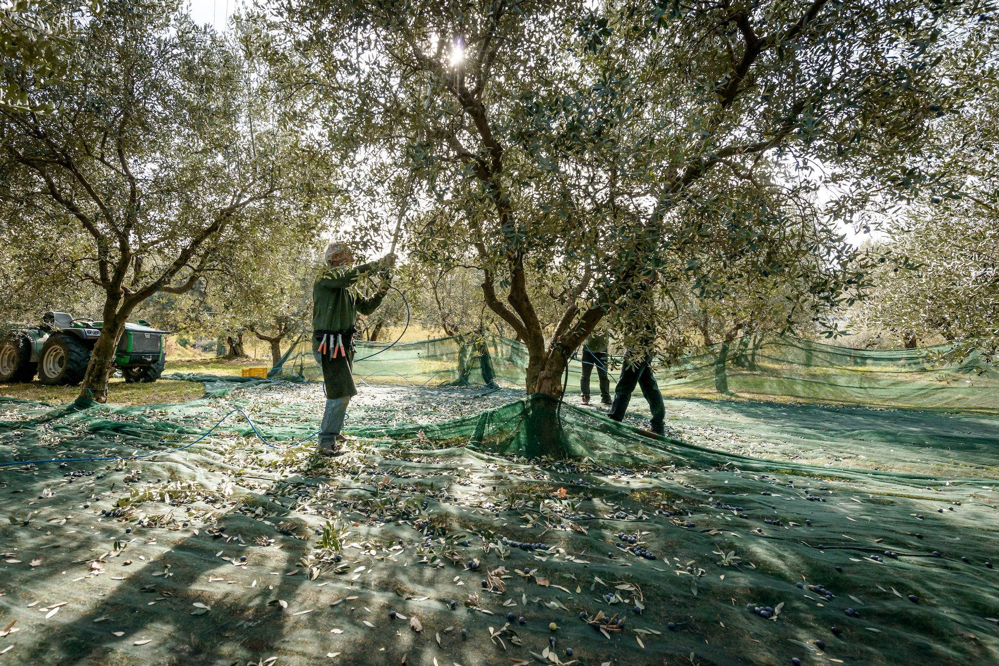 hand harvesting jovial olives