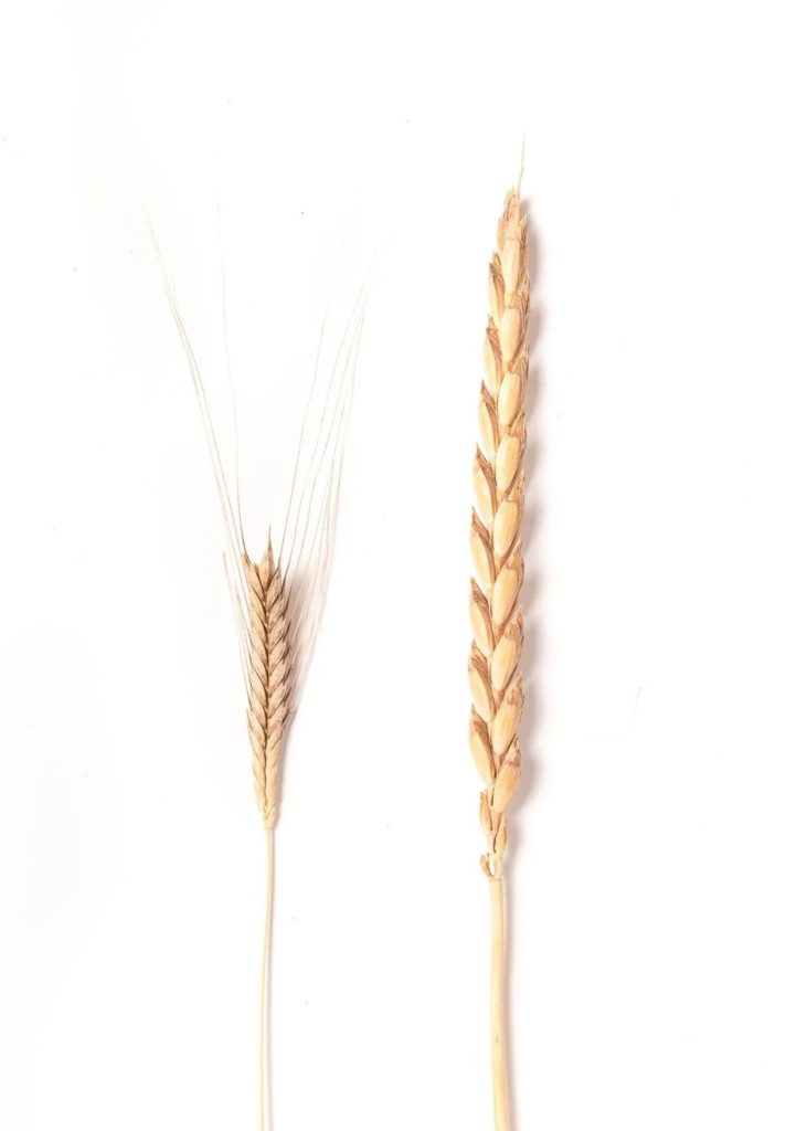 einkorn wheat compared to modern wheat
