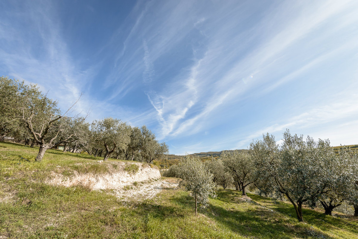 jovial olive oil harvest 2020