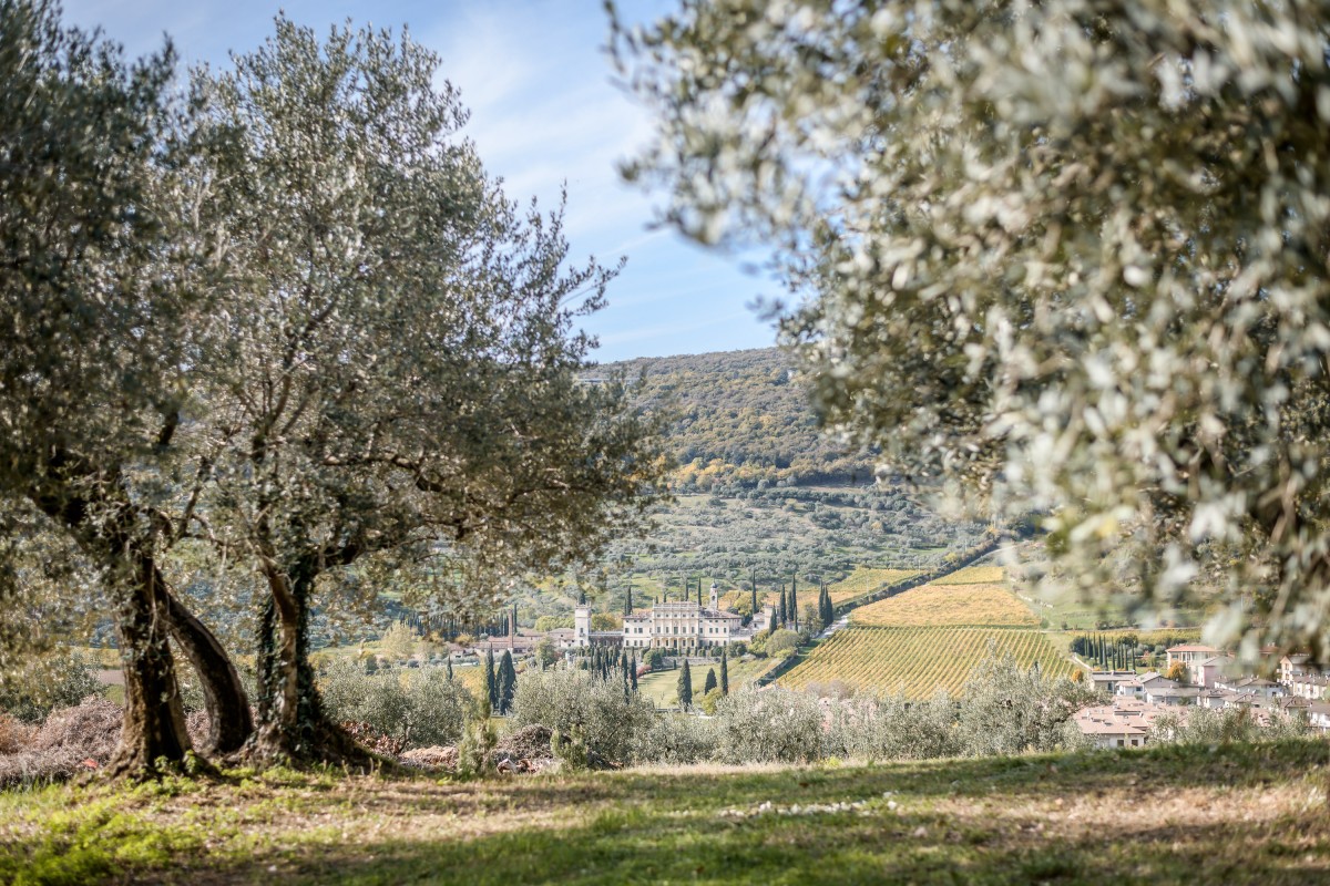 jovial olive harvest 2021