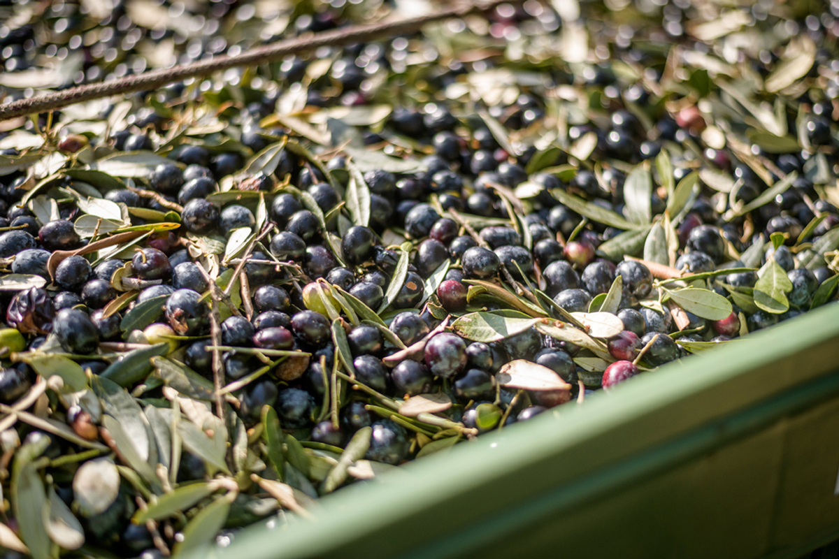 jovial olive oil harvest